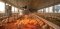 Na čo slúži infračervená lampa? Využitie IR žiaričov v priemysle aj domácnosti